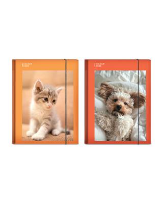 Cartella con Elastico Ds 1cm Colour Code Animal Snapshot