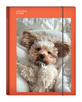 Cartella con Elastico Ds 1cm Colour Code Animal Snapshot
