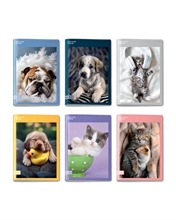 Quaderno A4 Maxi 96/100 Colour Code Animal Snapshot Rigo 1°-2° P